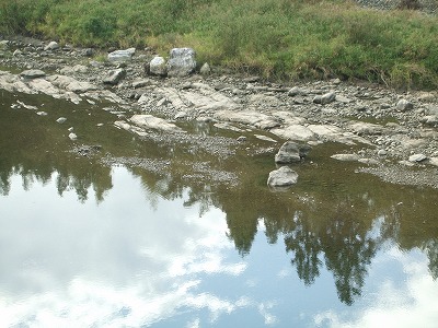 早明浦ダム合流点から下流へ１００ｍ地点の、左岸の河床状況